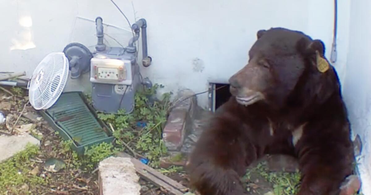 Featured image for Trap Meant for 550-Pound Bear Under California Home Catches Wrong Animal