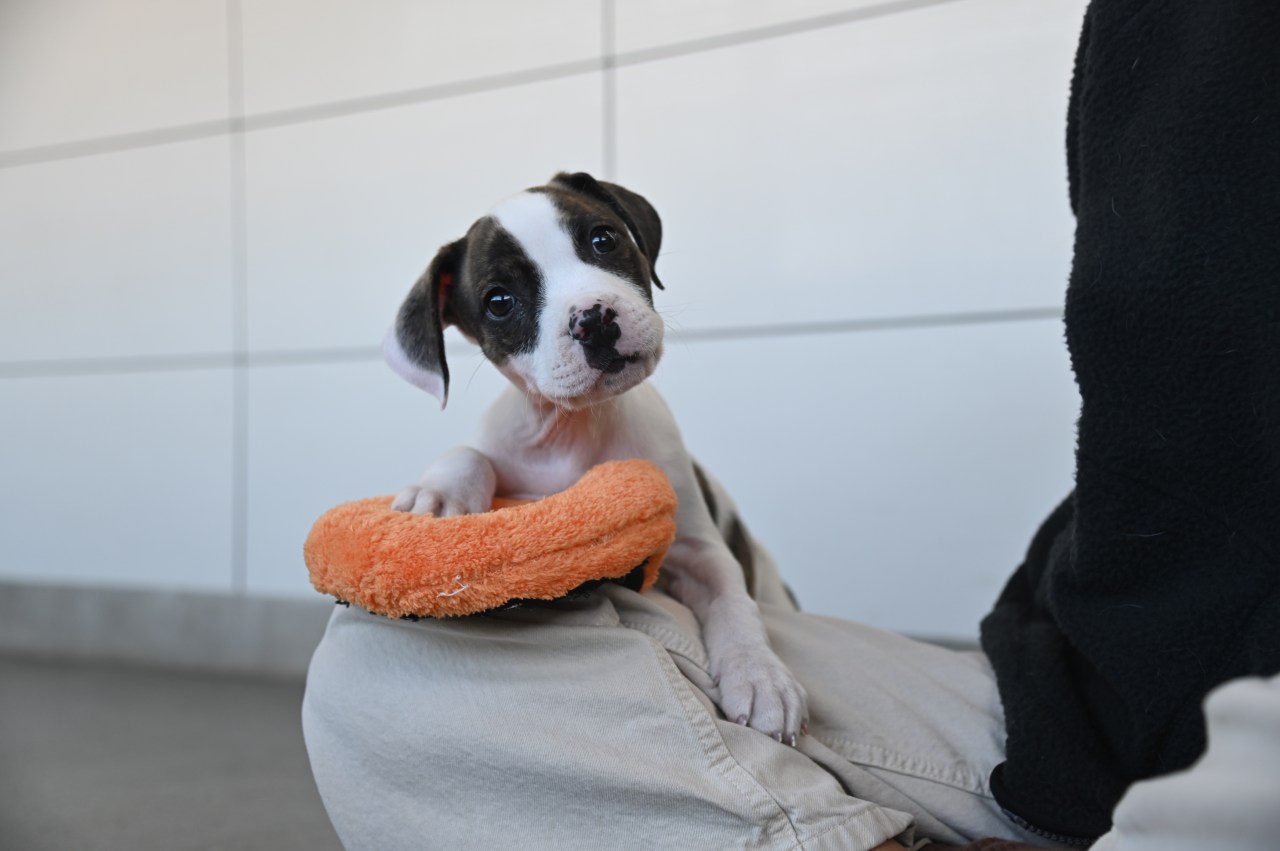 Featured image for "Breakthrough Parvo Treatment Saves Puppies Across the US"