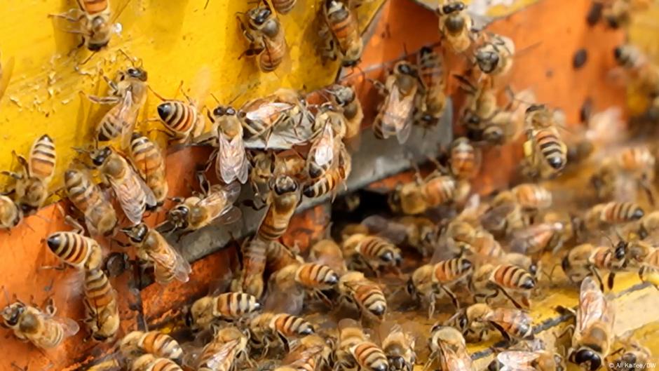 Featured image for Massive Bee Escape After US-Canada Border Truck Crash