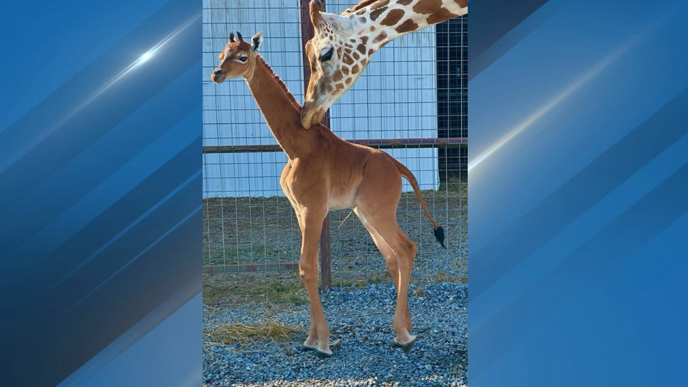 Featured image for "Rare Spotless Giraffe Born at Brights Zoo, Public Invited to Name Her"