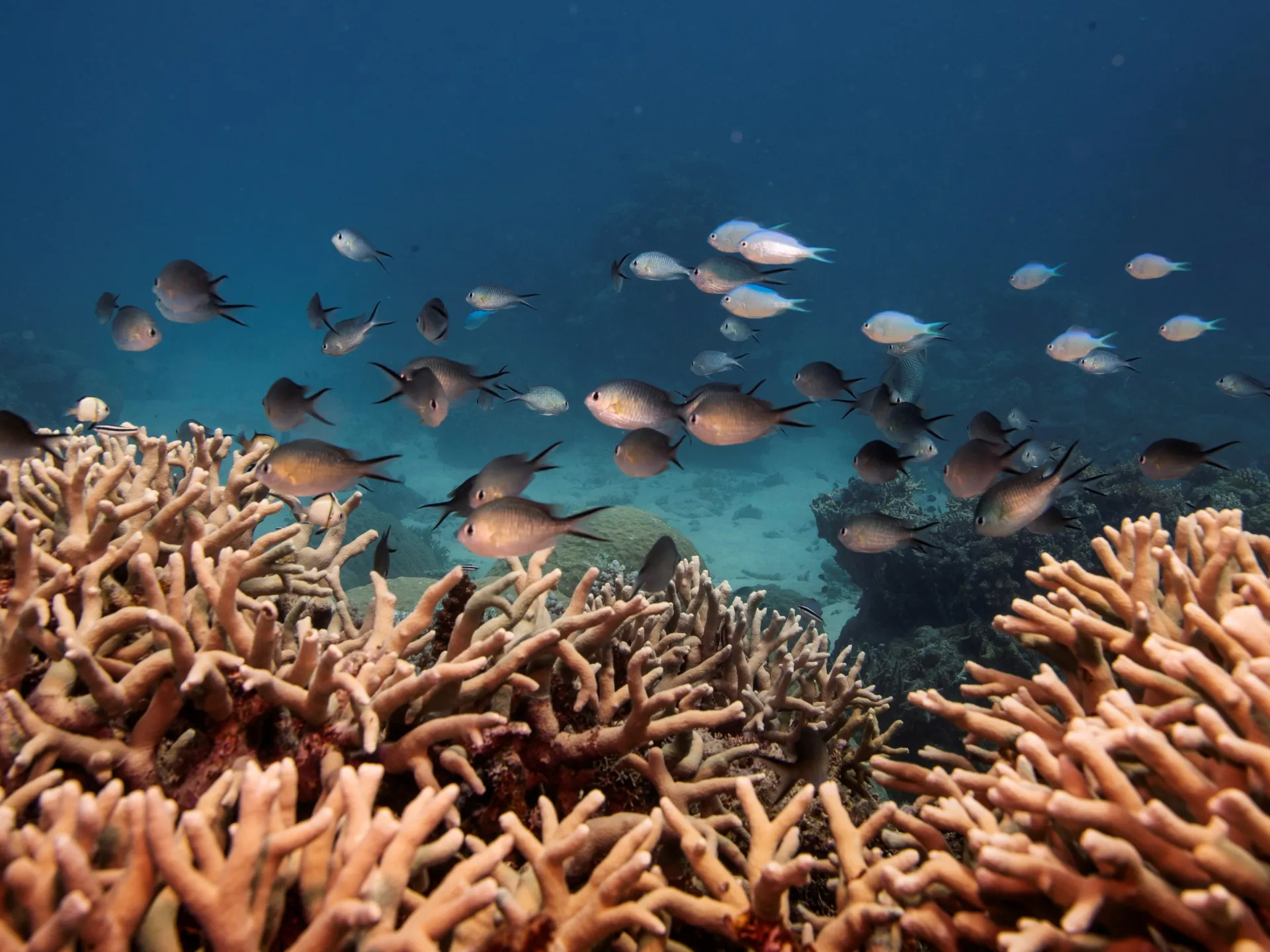 Featured image for "Great Barrier Reef Faces Fourth Mass Coral Bleaching Event"