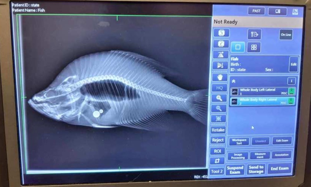 Featured image for "Kansas Angler's Record Crappie Disqualified for Weight Tampering"