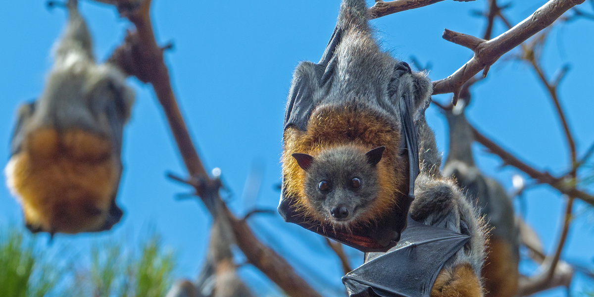 Featured image for Uncovering Viral Hideouts: Researchers' Quest to Prevent Future Pandemics