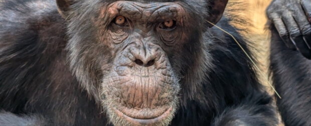 Featured image for Chimpanzees Embrace Quirky Grass-Insertion Trend