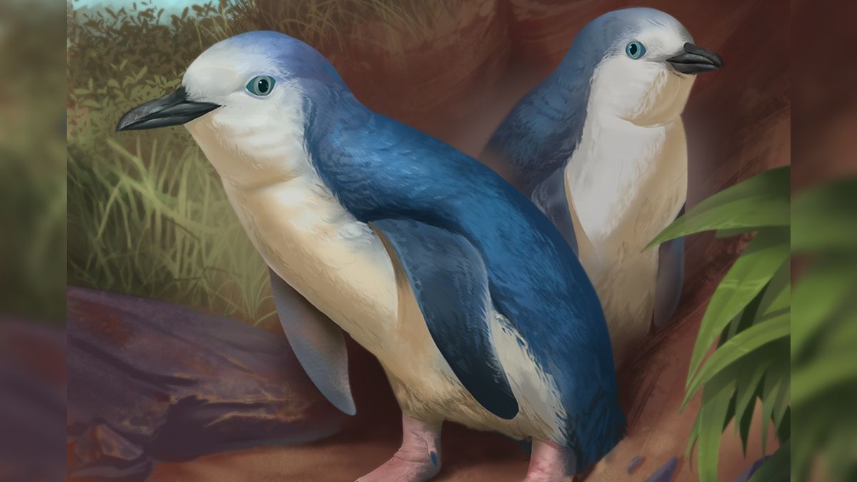 "Tiny skull fossils unveil Earth's cutest extinct penguin species"