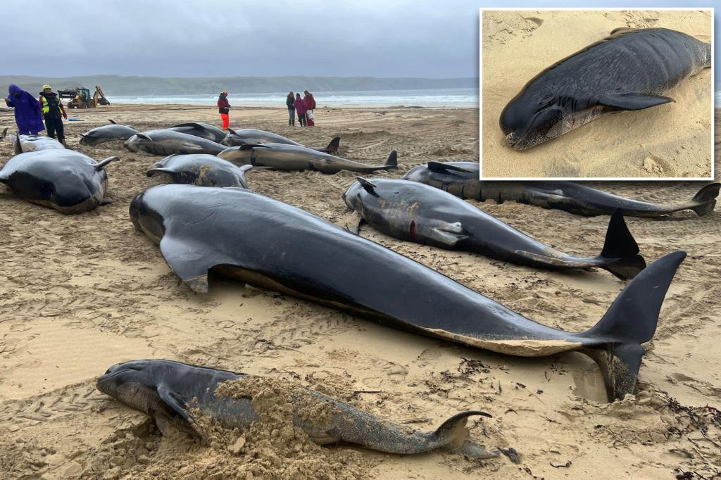 Featured image for Tragic Mass Stranding Claims Over 50 Pilot Whales on Scottish Beach