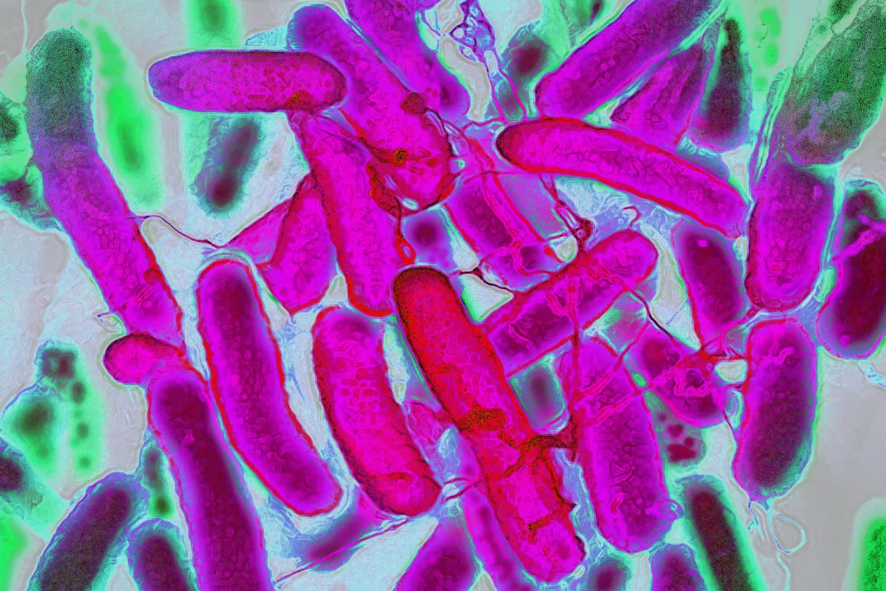 Featured image for St. Louis E. coli Outbreak Genetically Tied to Six-State Spread