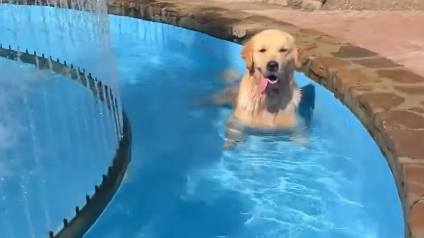 Featured image for Kirk Herbstreit’s Dog Steals the Spotlight During UNC and NFL Commentary