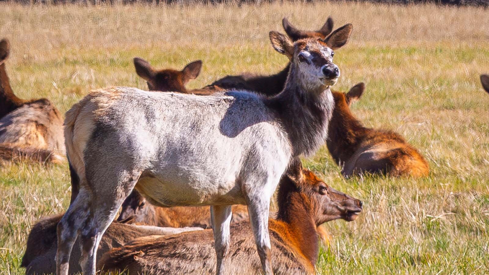 Featured image for Rare Piebald Cow Elk Sighted Near Cody