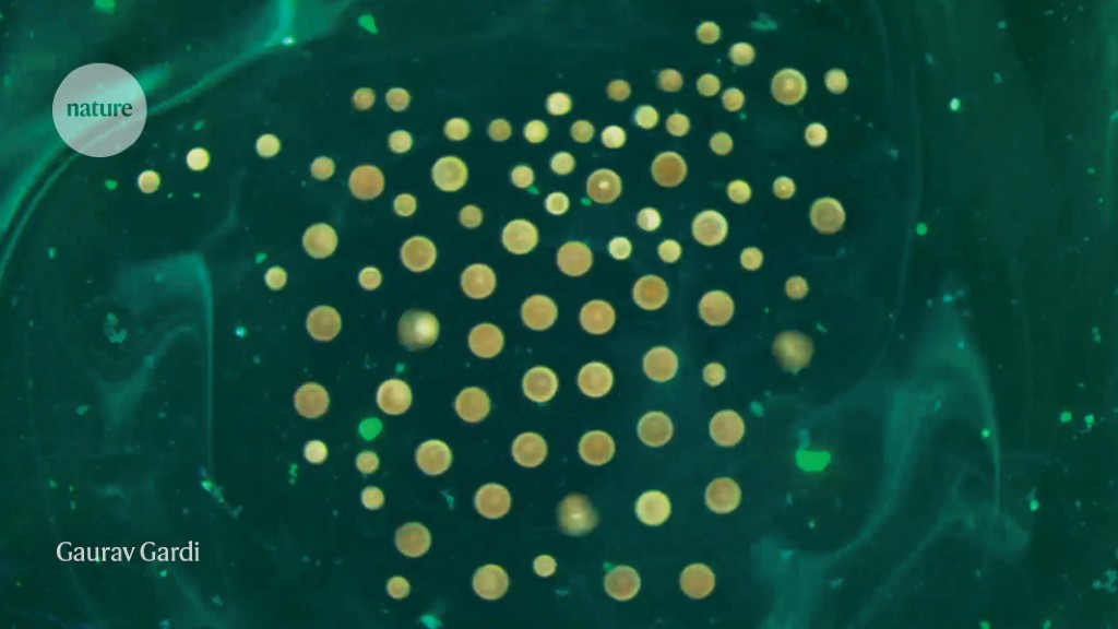 Featured image for Self-Organizing Microbots Form Stunning Pattern