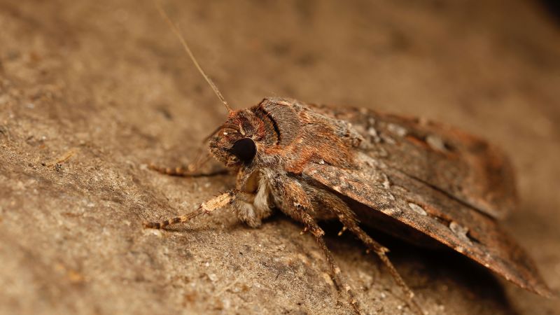 Featured image for Tiny Moth Navigates 600 Miles Using Stars as a Compass