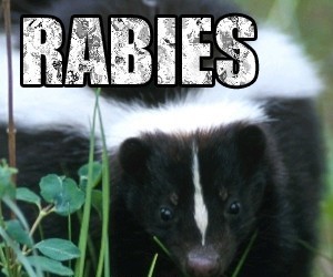 Featured image for "Indiana Skunk Tests Positive for Rabies After 20-Year Hiatus"