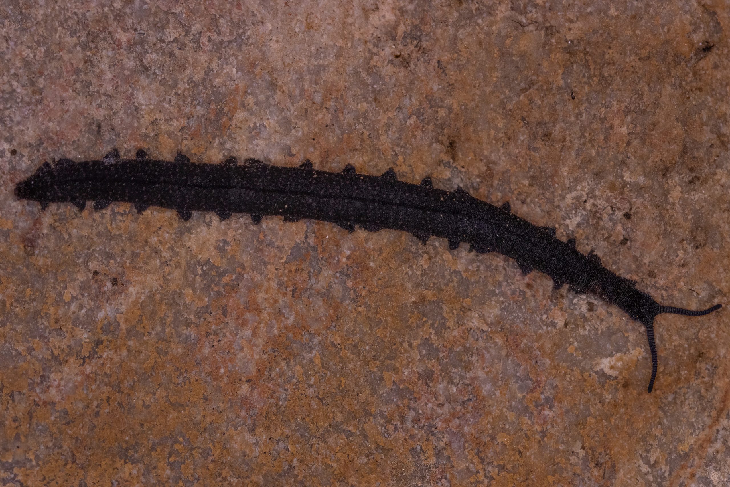 Featured image for Student Finds Ancient Living Fossil Beneath Rock