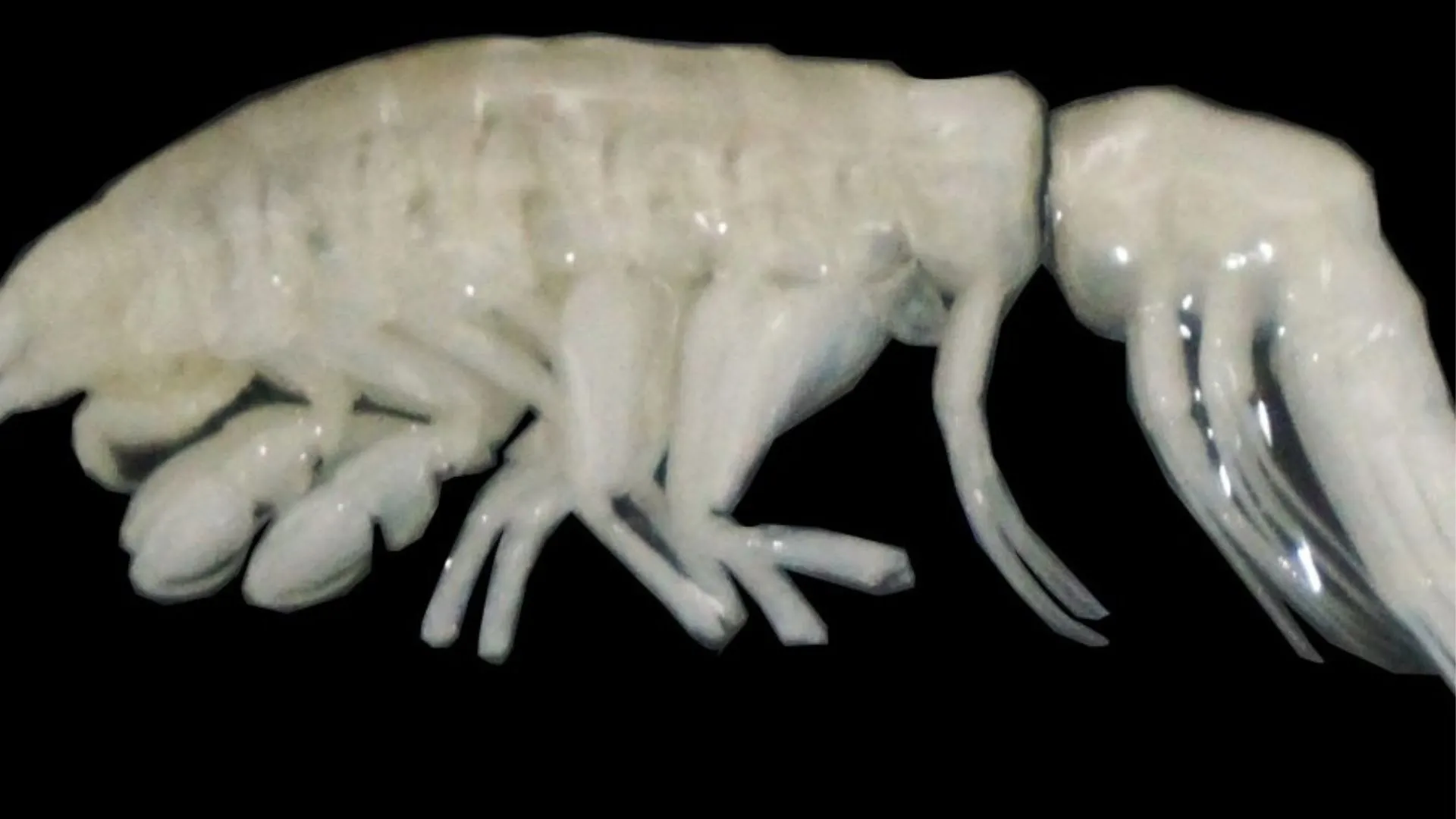 Featured image for Newly Discovered 'Darkness' Predator Thrives in Atacama Trench Depths