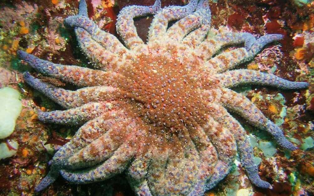 Featured image for Scientists Identify Microbe Responsible for Sea Star Wasting Disease