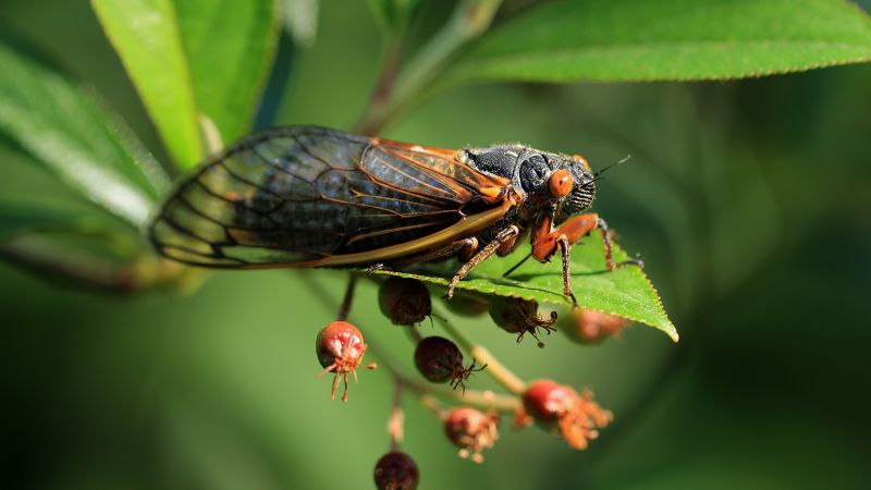 Featured image for "Upcoming Cicada Emergence: What You Need to Know"