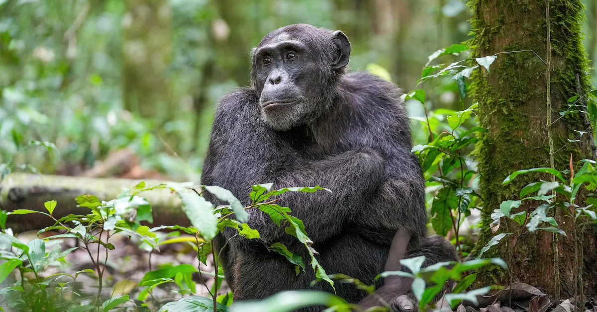 Featured image for New Research Shows Humans and Chimps Differ by Over 15% in DNA