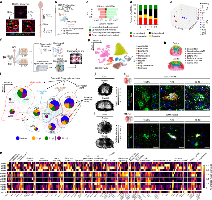 Featured image for Astrocytes Remote from Lesions Regulate Microglia in White Matter Repair