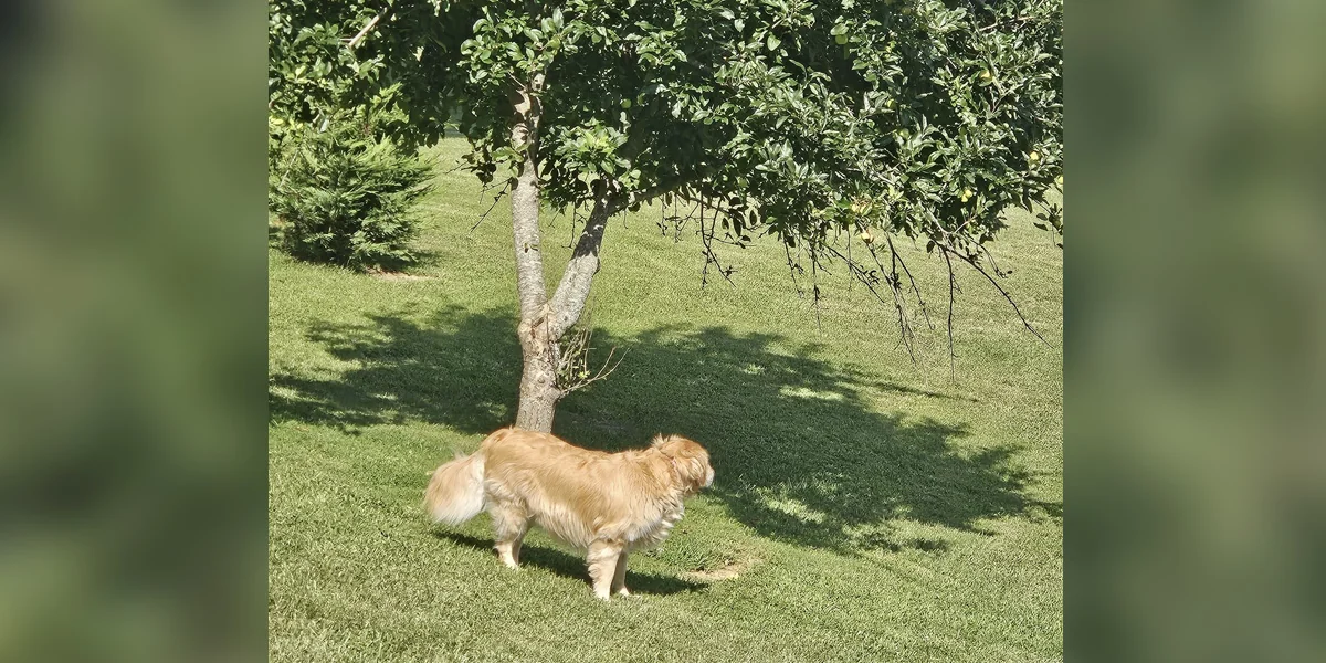 Featured image for Dog Experiences 'Isaac Newton Moment,' Can't Move On