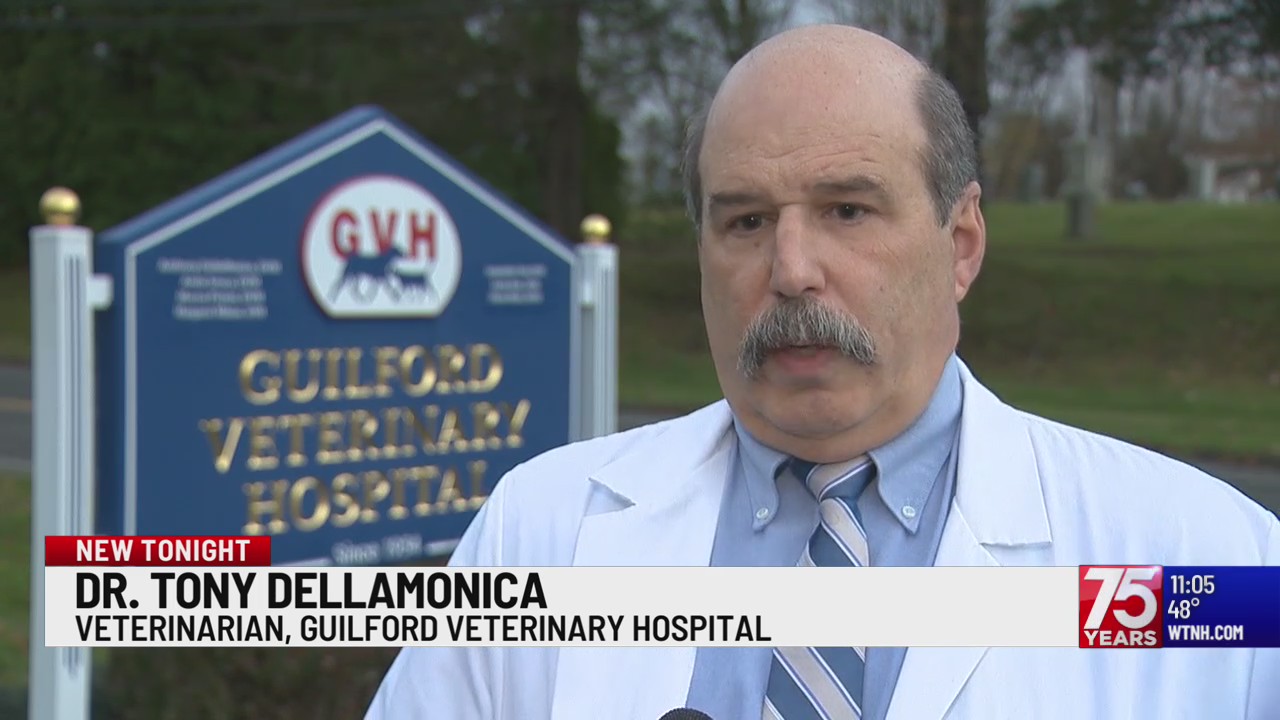 Featured image for "Unraveling the Mystery: Respiratory Illness Affecting Dogs Spreads Across States"