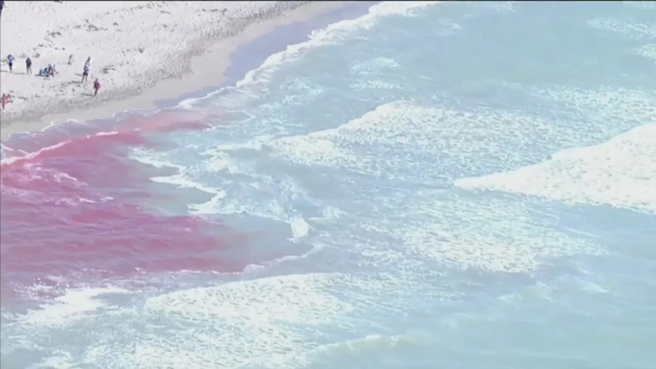 Featured image for Beached Sperm Whale's Death Raises Concerns for Florida Beaches