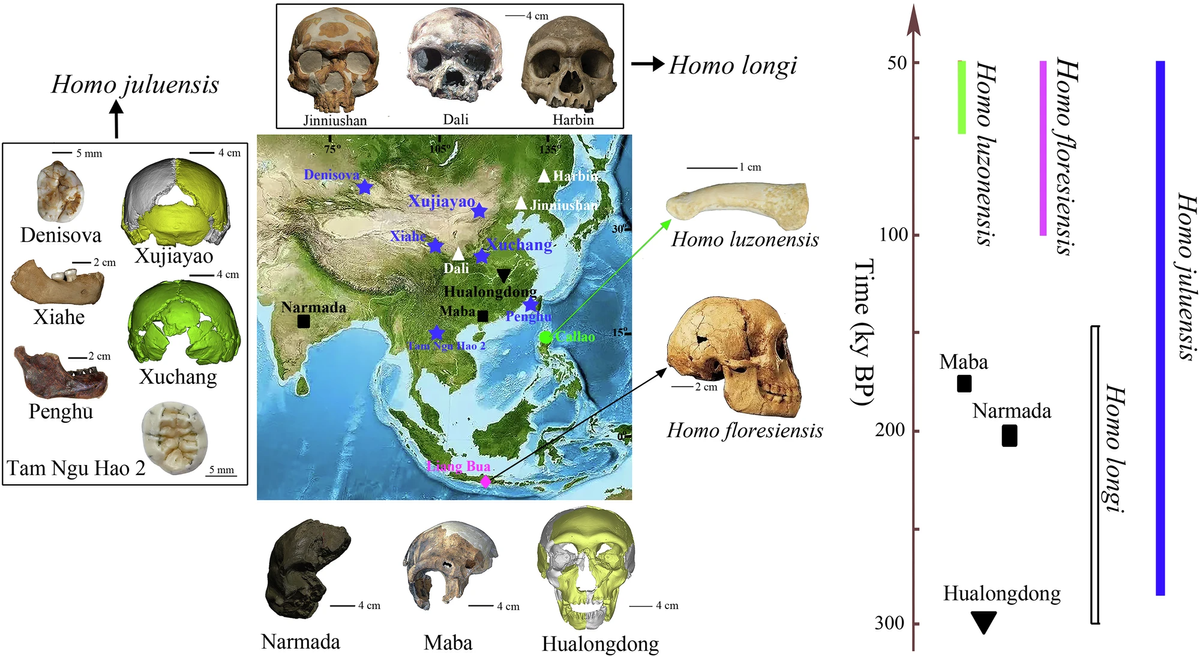 Featured image for Discovery of 'Homo juluensis' reshapes human evolutionary history