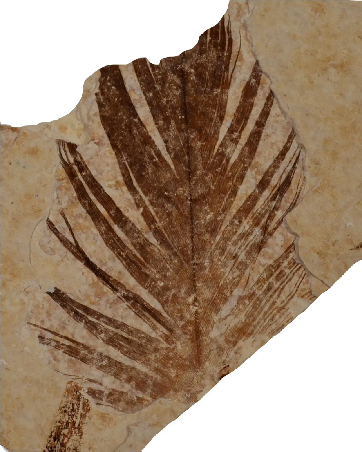 Featured image for Ancient Proteins Unearthed in 125-Million-Year-Old Dinosaur Feathers