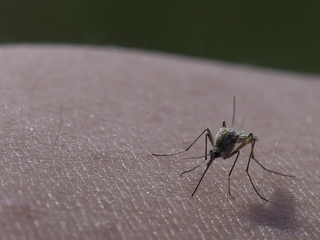 "Rising Mosquito Adaptation Threatens Chicago Summers"