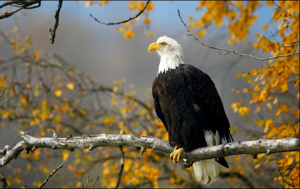 Featured image for "Endangered Species Act Faces Uncertain Future After 50 Years of Conservation Efforts"