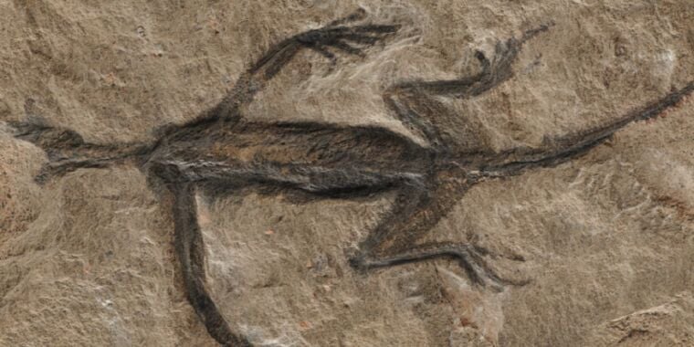 Featured image for "Renowned 280-Million-Year-Old Fossil Revealed as Painted Forgery"
