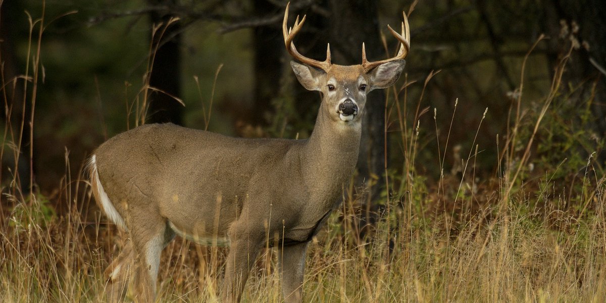 Michigan Implements New Laws to Improve Reporting, Food Assistance, Child Marriage, and Business Development