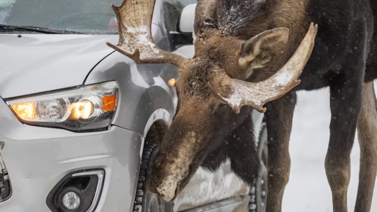 "Parks Canada Urges Drivers: Prevent Moose from Licking Cars"