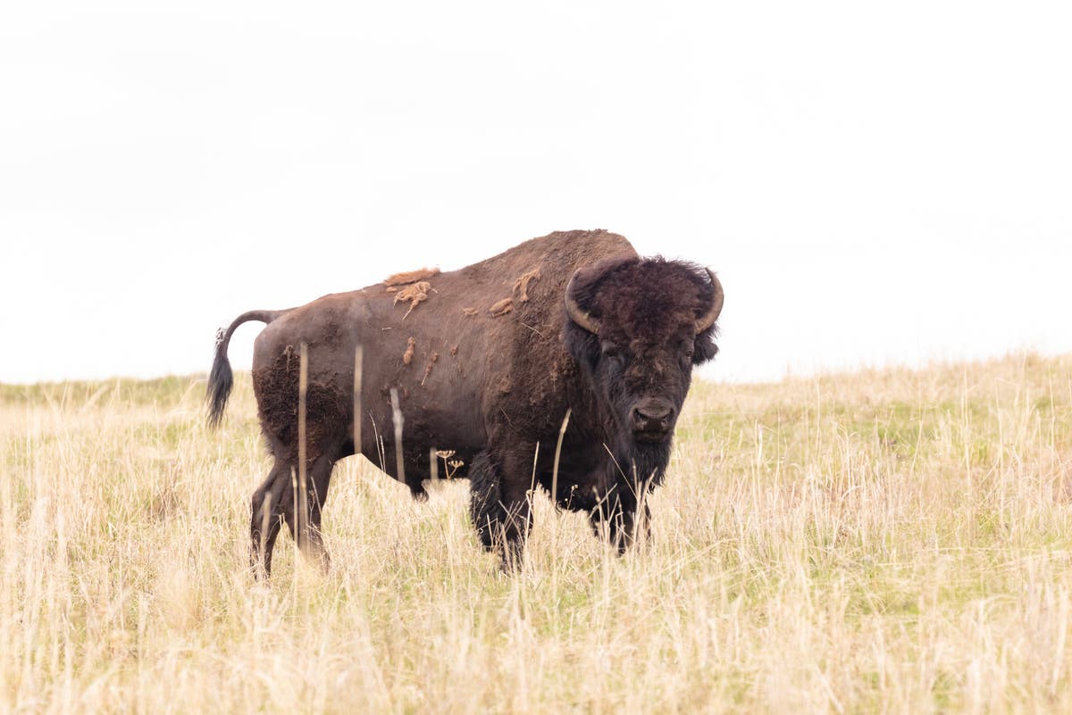Featured image for 83-Year-Old Woman Gored by Bison in Yellowstone Park