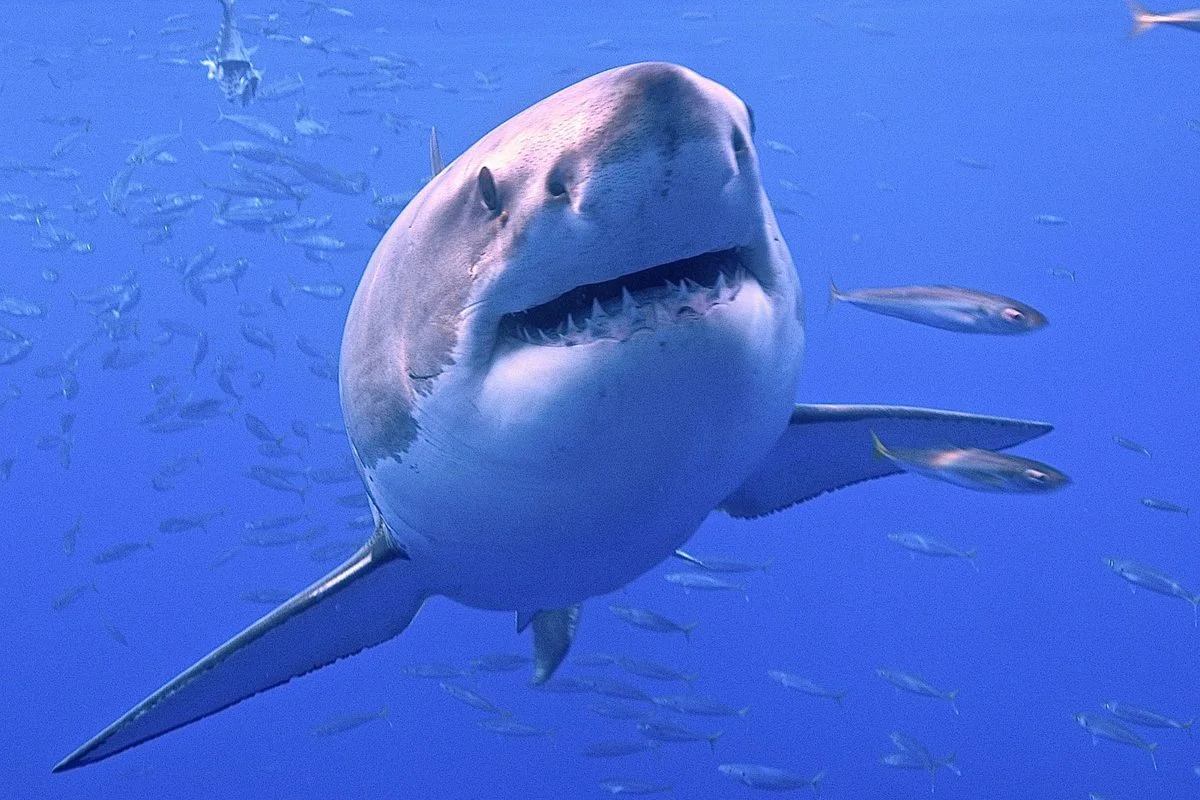 Sharks May Not Form a True Family, New Genomic Study Suggests