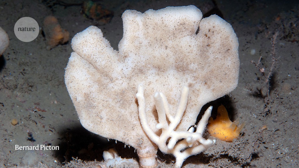 Featured image for Sea Sponge's Pores Reveal DNA Traces of Nearby Marine Life