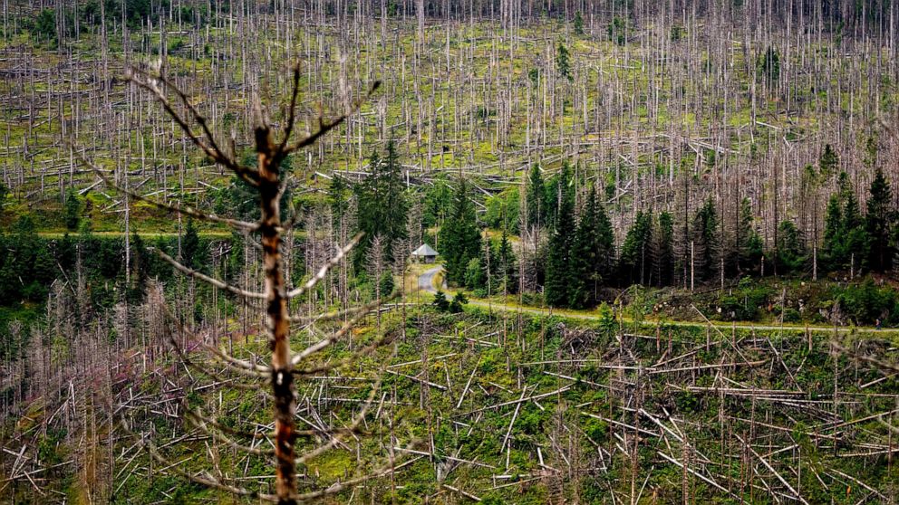 Featured image for Climate Change Exacerbates Bark Beetle Infestation in Germany's Harz Forest