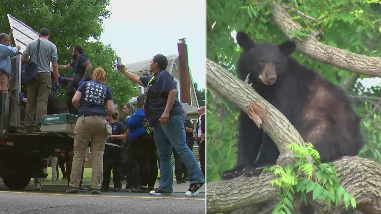 Featured image for Black bears cause chaos in DC and Bucks County neighborhoods.