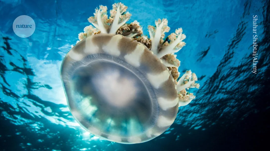 Featured image for Jellyfish Sleep Like Humans Despite Lacking Brains