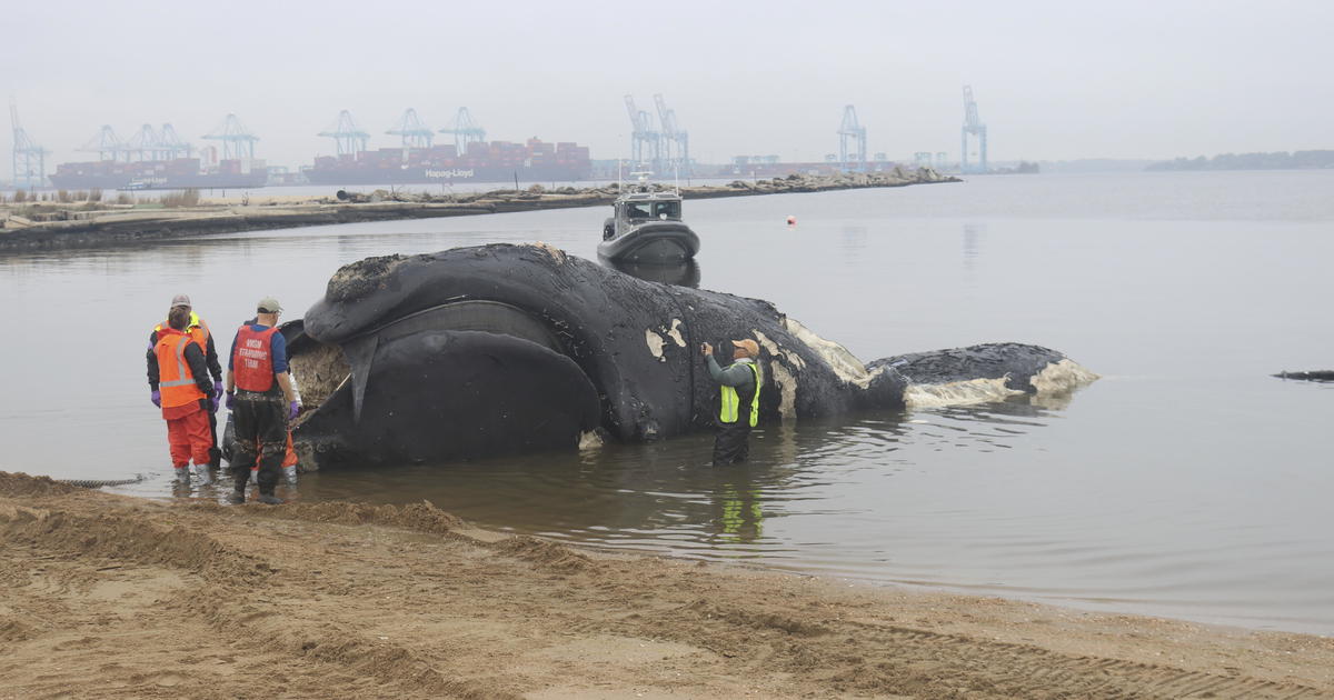 Featured image for "Ship Collision Kills Endangered North Atlantic Right Whale off Virginia, Sparks Calls for Stricter Ship Speed Rules"