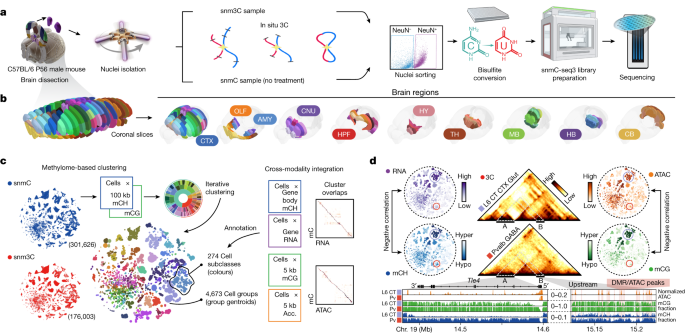 Featured image for Mapping the Complexity: Unveiling the Multi-Omic Atlas of the Mouse Brain