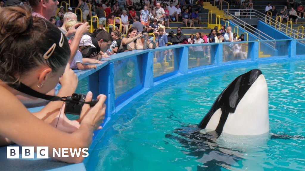 Featured image for Lolita the killer whale to be released back into the wild.
