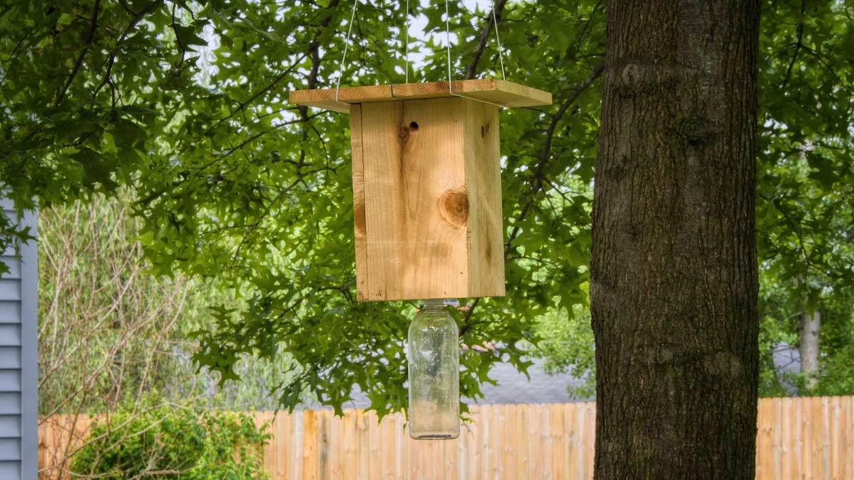 Effective DIY Bug Traps: From Mosquitos to Gnats, Rid Your Home of Annoying Insects