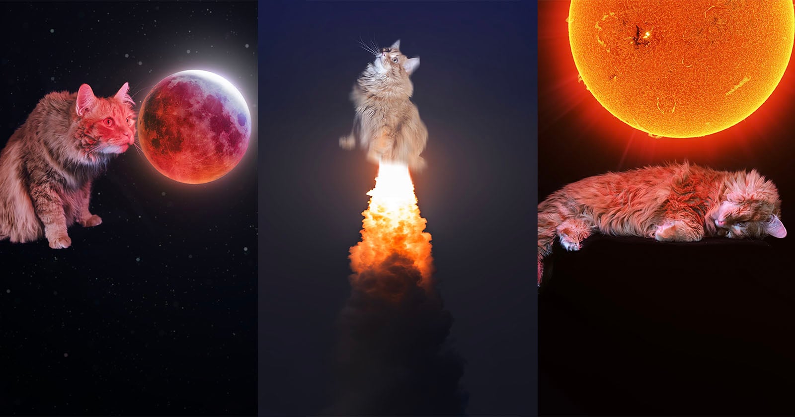 Featured image for Astrophotographer Incorporates His Cat into Space Photos