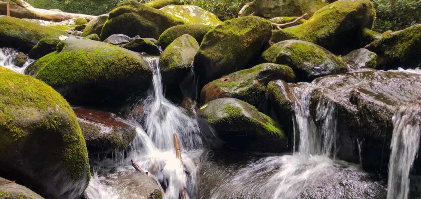 Featured image for "Moss: The Unsung Hero of Carbon Storage and Ecosystems, Reveals Study"