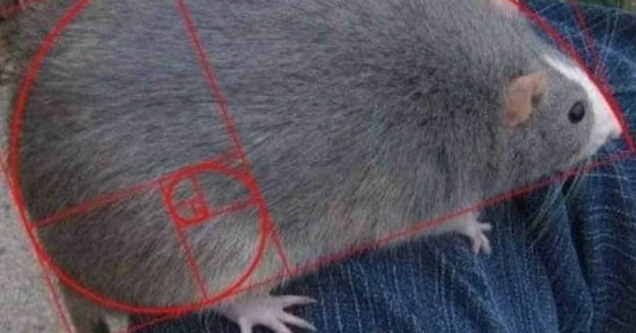 Featured image for 18 Instances of Mathematical Patterns in Nature That Suggest Intelligent Design