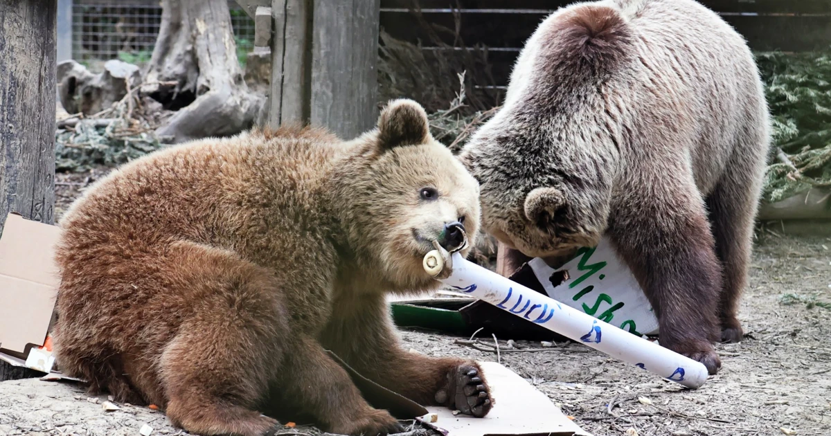 Featured image for Escaped Bears Devour Week's Supply of Honey