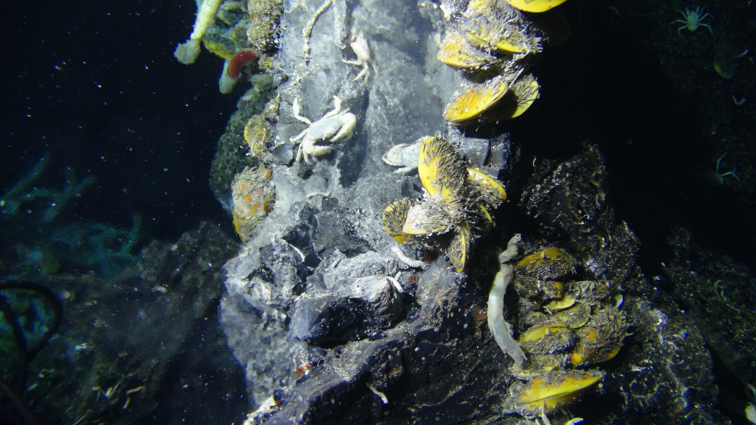 Featured image for "Deep-Sea Hydrothermal Vent Reveals New Bacterial Species, Advancing Evolutionary Understanding"