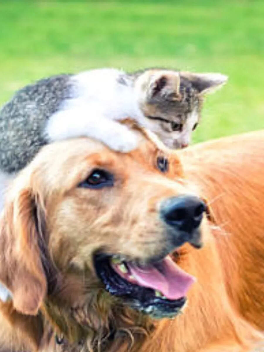 Featured image for 7 Animals Known for Cross-Species Adoption