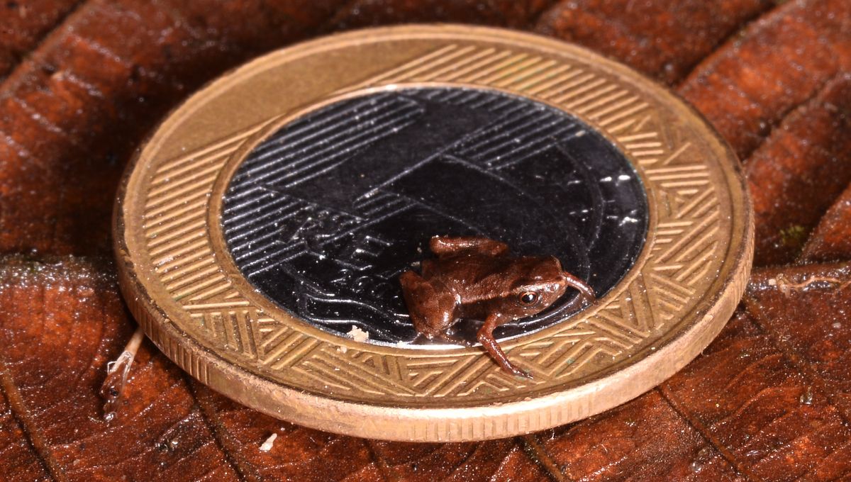 Featured image for "Pea-Sized Frog Potentially Smallest Vertebrate"
