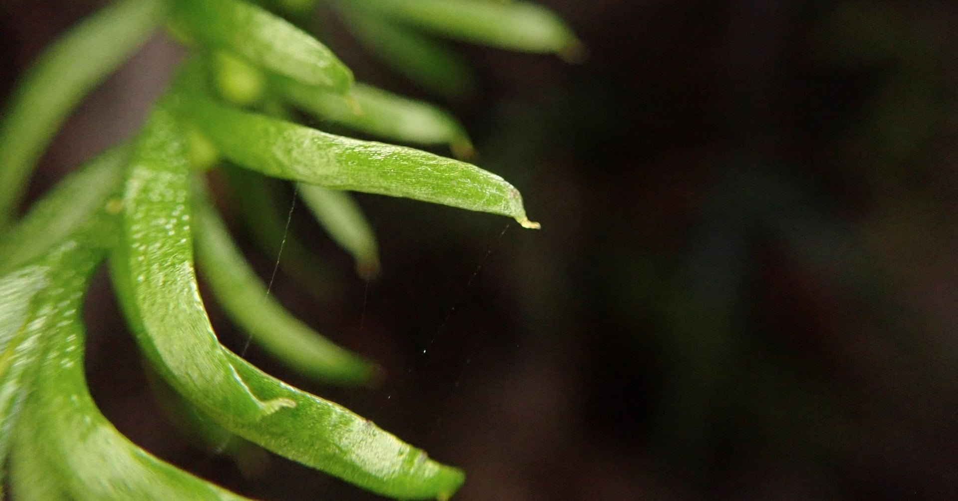 Featured image for Tiny Fern Holds World Record for Largest Genome